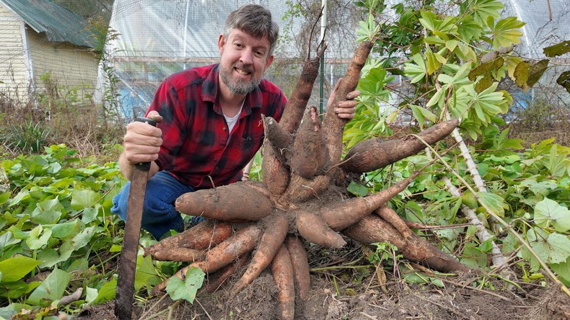 The Huge End of Season Harvest (You Won't Believe What We Got to Grow in Alabama This Year!)