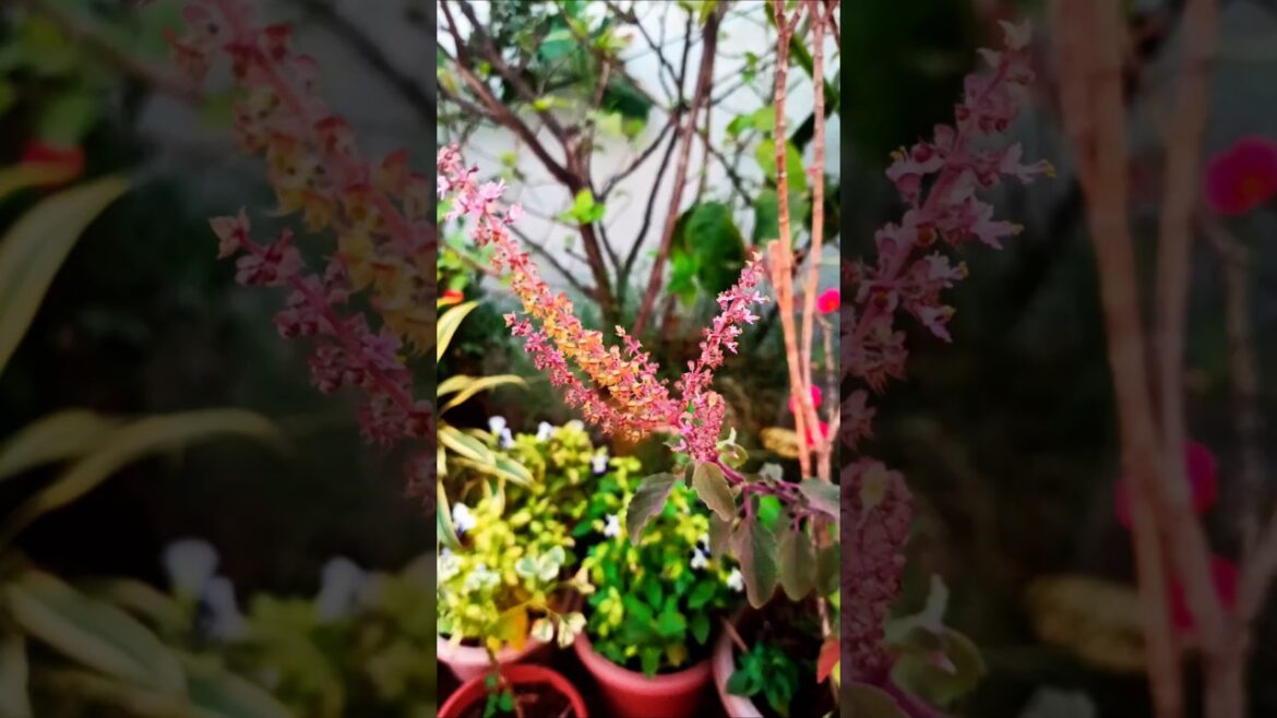 तुलसी का पौधा लगाने के फायदे #viralvideo #shortsfeed #shorts #youtubeshorts #reels #trending #tulsi