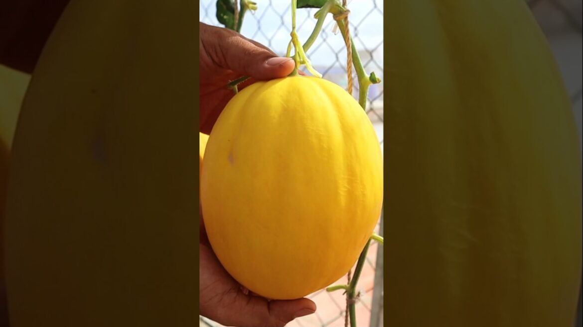 Container garden - Melon harvesting #melon #garden #v87garden #shorts