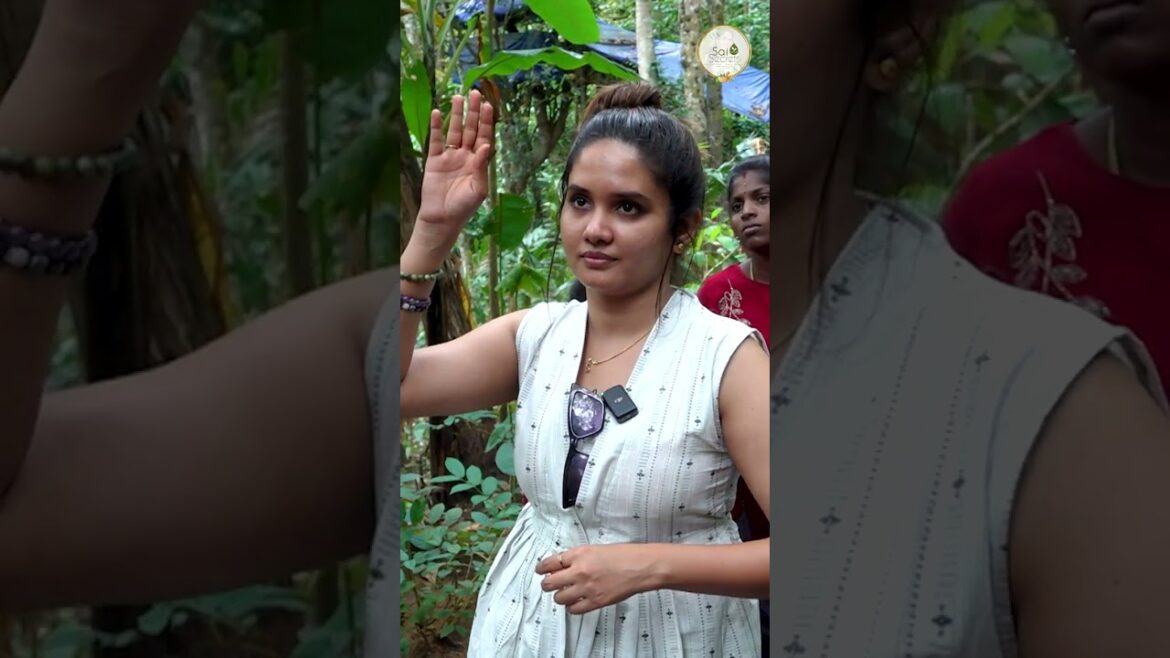 Night Late தூங்குனா இந்த Problem வரும் | Spices & Ayurveda Farm Tour  | Sai Secrets #shorts