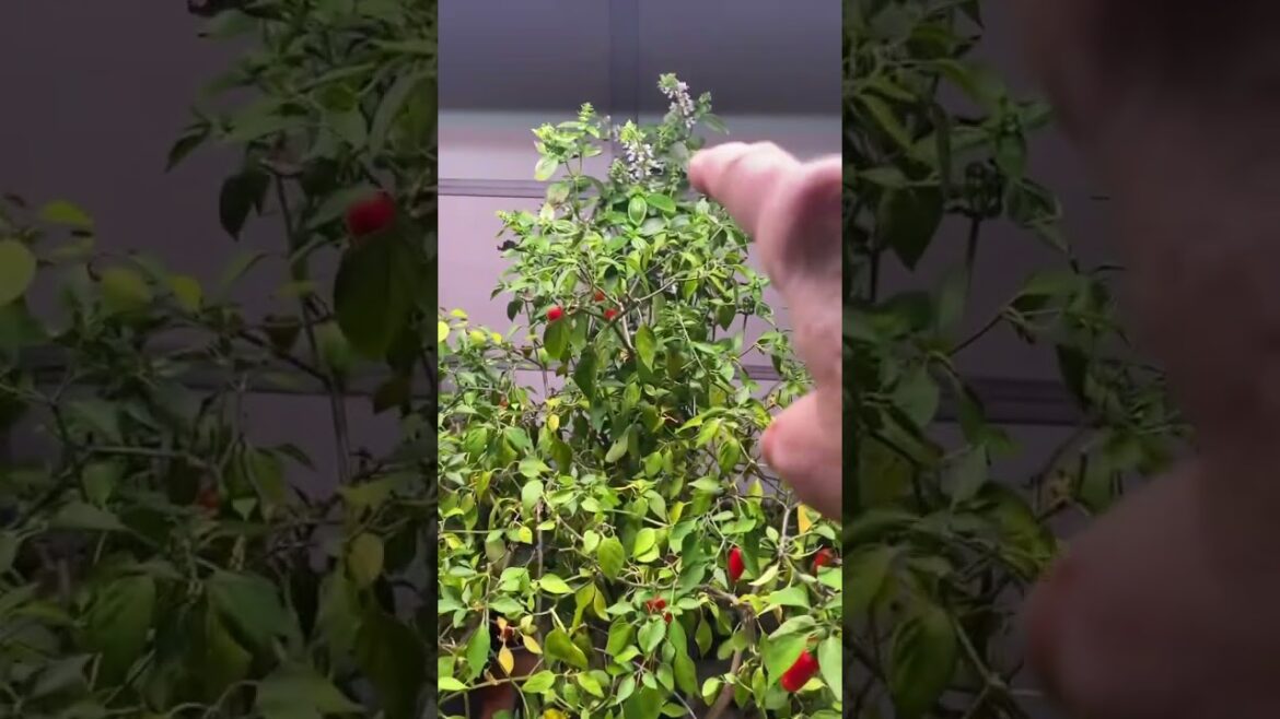 Garage makeshift #greenhouse - Plants I saved from frost