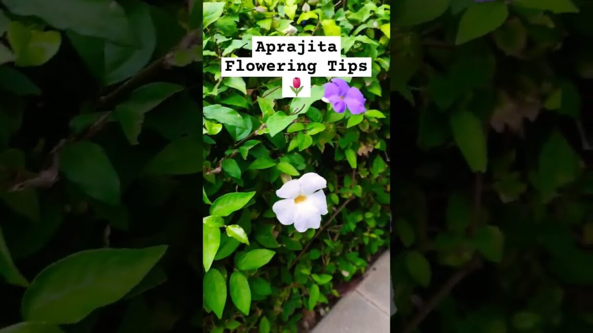 Aprajita Flowering Tips #flowers #plants #gardening #shortsfeed #shortsfeed #shorts