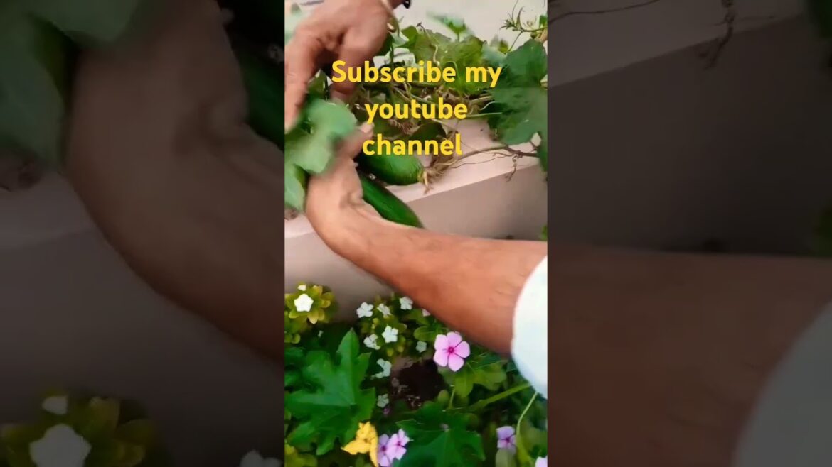 Subscribe to my channel #garden #homegarding #gardingtips #vegetablegardening #harvesting #ytshorts