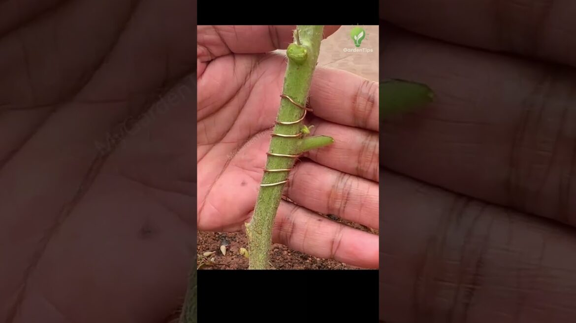 Copper Wire Trick Boosts Plant Growth! #shorts #garden  #farming