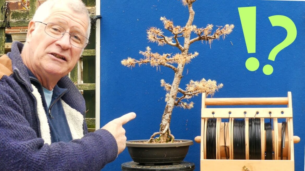Wiring Bonsai: Is the RISK worth the Results? Wiring Bonsai: Is the RISK worth the Results?