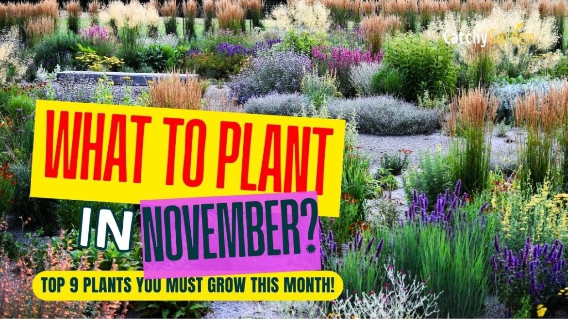 WHAT TO PLANT IN NOVEMBER? 🌱 Top 9 Plants You MUST Grow This Month! 🍂🌻