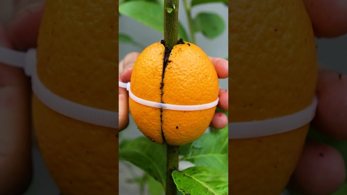 🌿Grow Lemon Tree Fast with These Pro Tips! #fruittree #gardening 🌿Grow Lemon Tree Fast with These Pro Tips! #fruittree #gardening