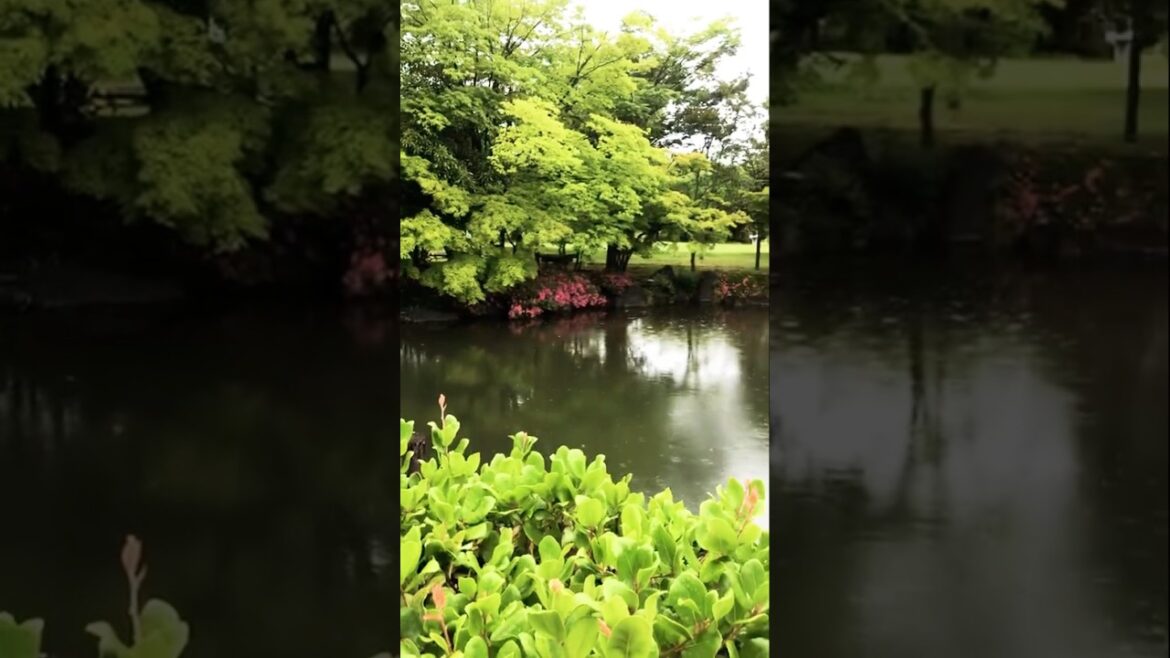 A Rainy Day in a Japanese Garden: Serenity with Koi Fish