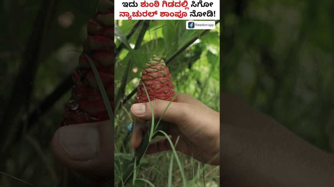 🌎World’s Best Natural Shampoo Plant! #shorts #shampoo #shampooplant #gingershampooplant 🌎World's Best Natural Shampoo Plant! #shorts #shampoo #shampooplant #gingershampooplant