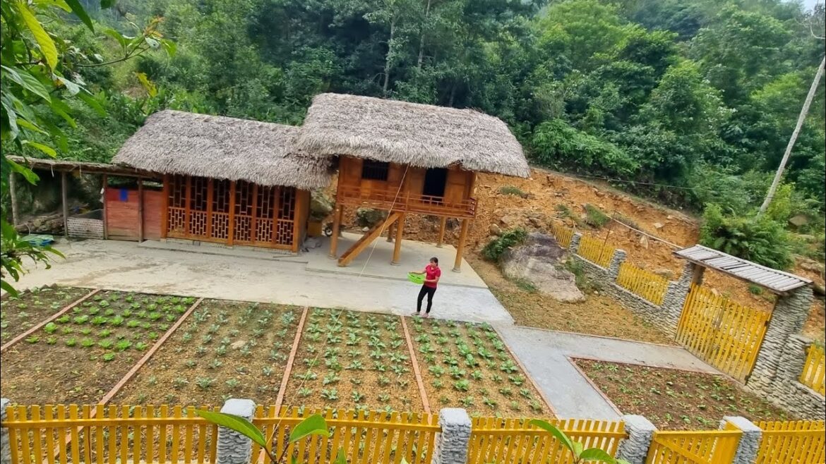 Vegetable growing and vegetable gardening skills in dry yellow soil, the life of a single girl.