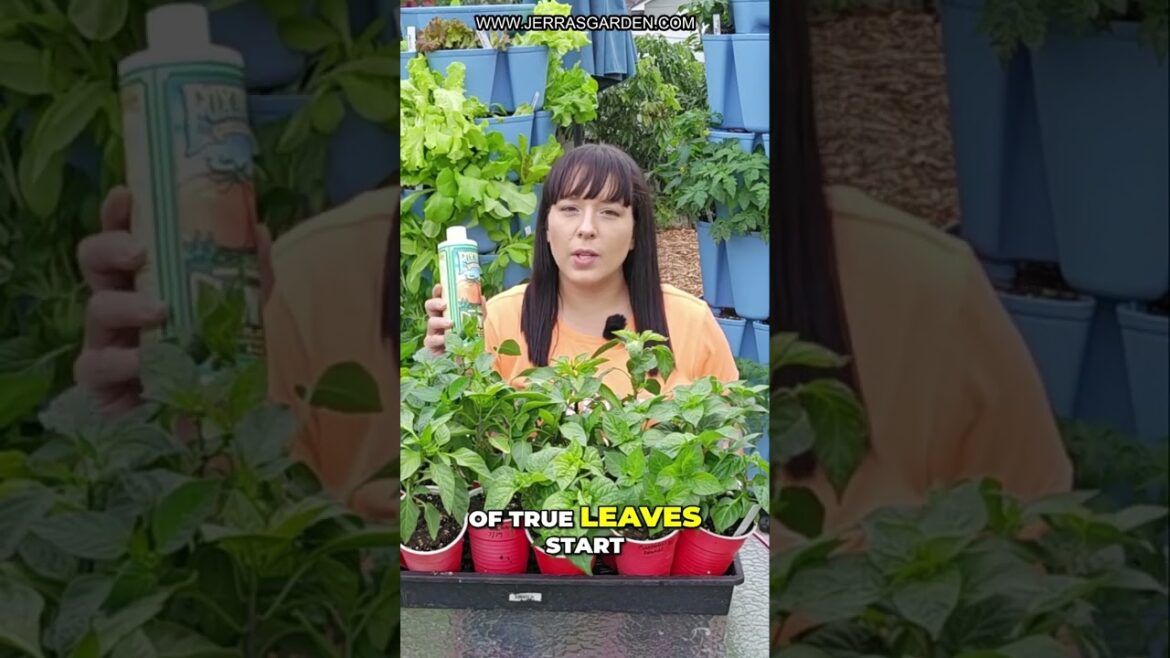 Perfect Pepper Seedlings: Tips for Robust Growth Perfect Pepper Seedlings: Tips for Robust Growth