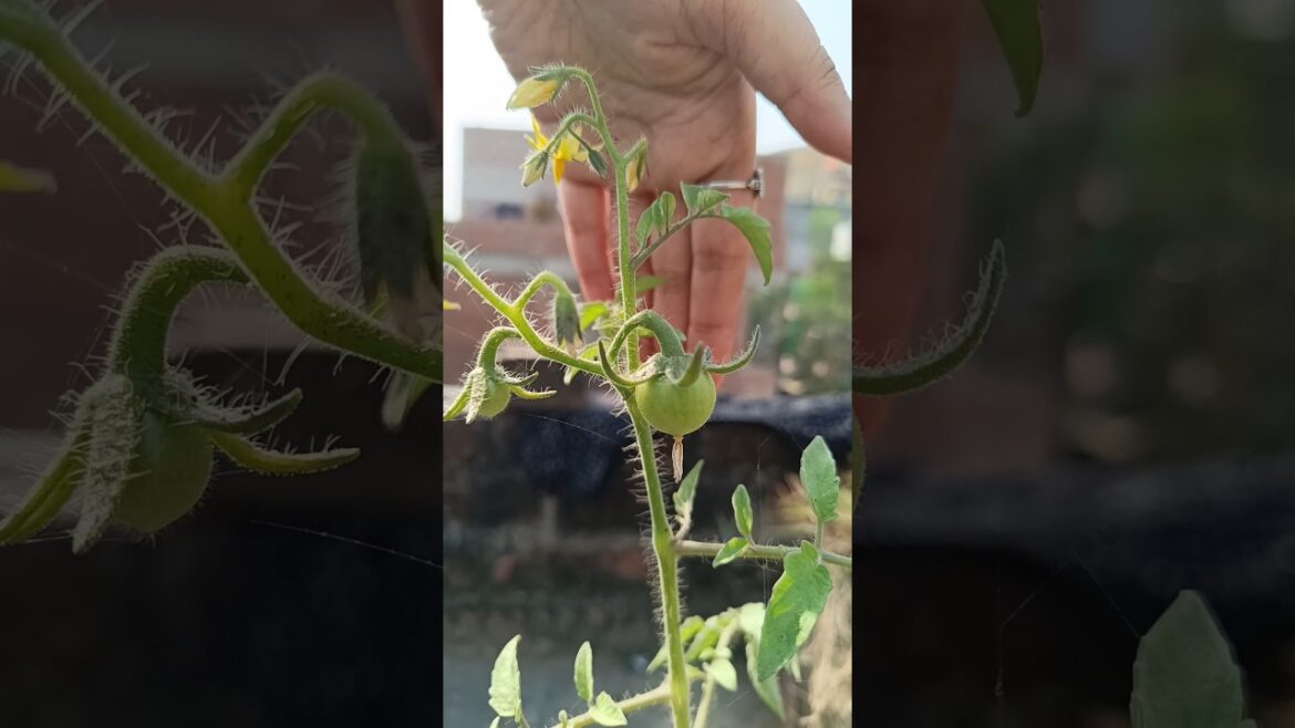 Growth in tomato plant #trending #shorts #ytshorts #nature #tomato #garden #gardening #facts #fyp Growth in tomato plant #trending #shorts #ytshorts #nature #tomato #garden #gardening #facts #fyp