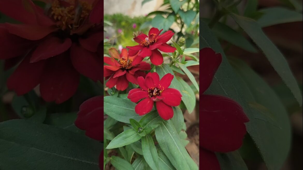 Flowers plant in my garden//beautiful Flowers//garden design//Garden decor#reels #shortvideo