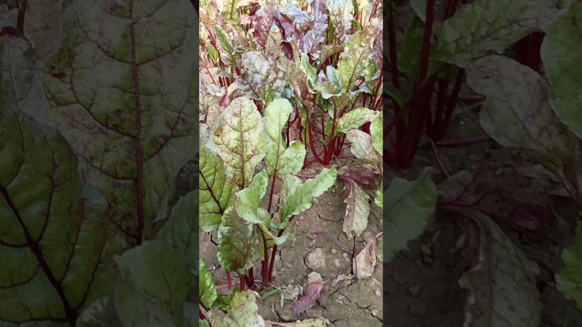 Organic vegetable gardening || organic gardening || #YouTubeshorts #trendinggarden Organic vegetable gardening || organic gardening || #YouTubeshorts #trendinggarden