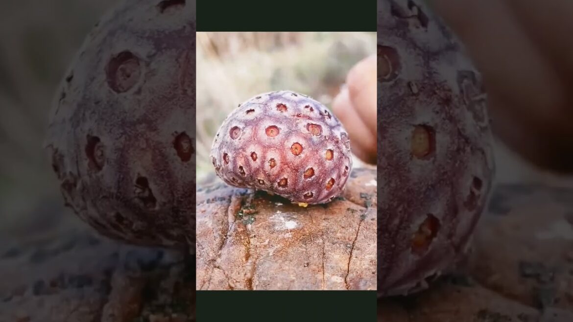 I Coated Fruits In Ninja Food & This Happened ! #shorts #oddlysatisfying #foryou #viral #nature.🍉🍓