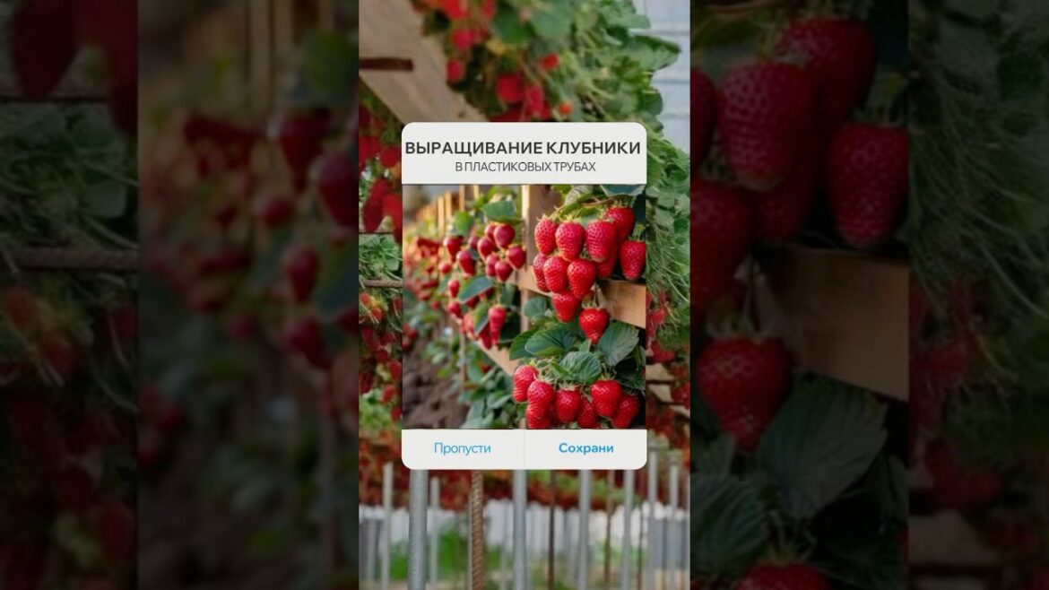 🍓БОЛЬШОЙ УРОЖАЙ🍓 #shorts #tiktok #reels #diy #design #ideas #сад #огород #участок #идея #лайфхак