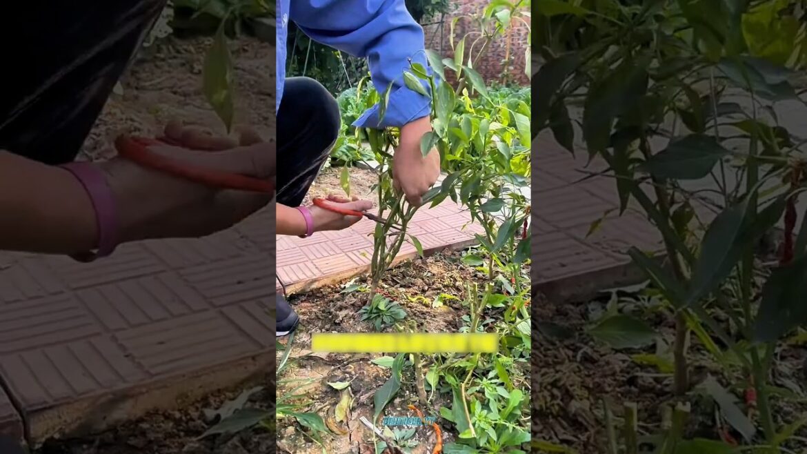 मिर्च के पौधे उगाने का Desi Technique! मिर्च के पौधे उगाने का Desi Technique!