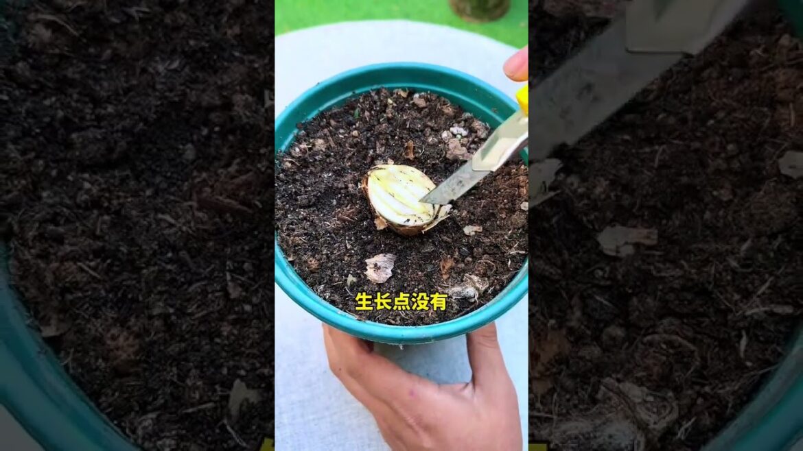 君子兰如何憋群兰#君子兰#花卉绿植#养花小知识#爱生活爱养花