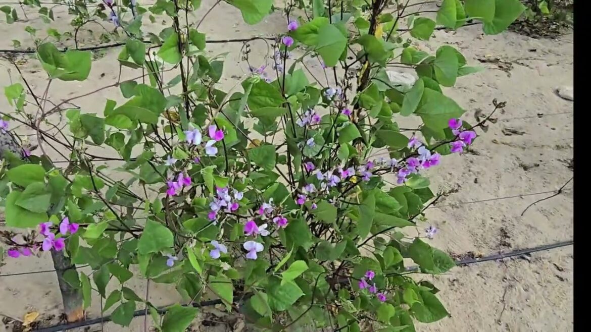 Expert Gardener Shares Top Tips for Growing Short Beans in UAE!