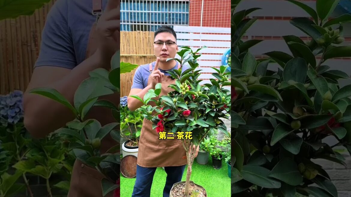 这几种花不用买，揪片叶子就能活#花卉绿植#扦插#养花小知识
