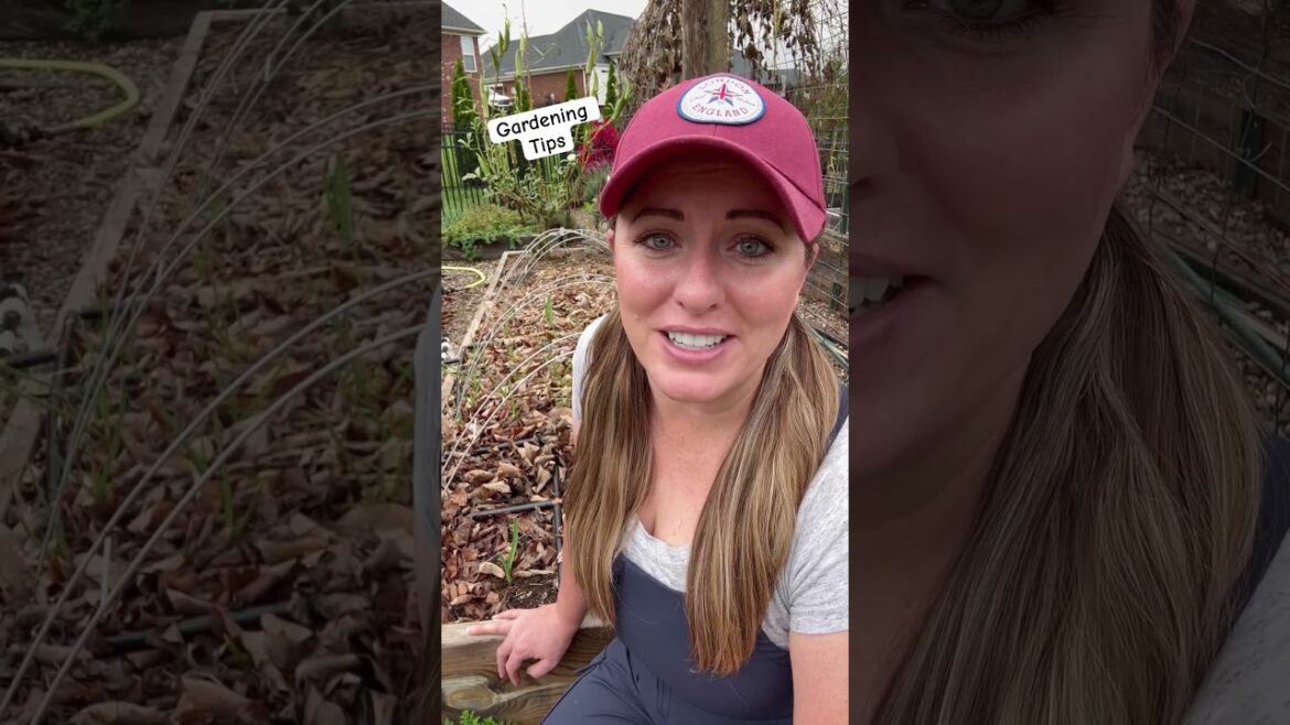 Gardening Tips: Growing Garlic #gardening #garlic