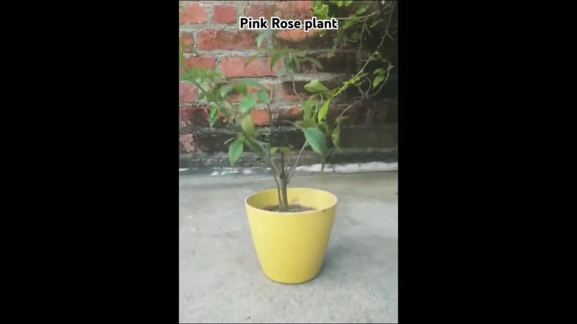 Desi pink Rose plant with pot #gardening #new #shorts
