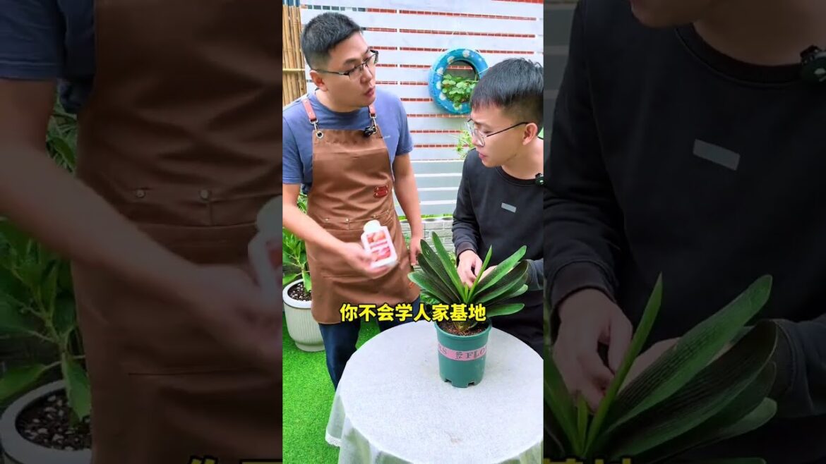 君子兰促花的正确方法#君子兰#花卉绿植#养花小知识