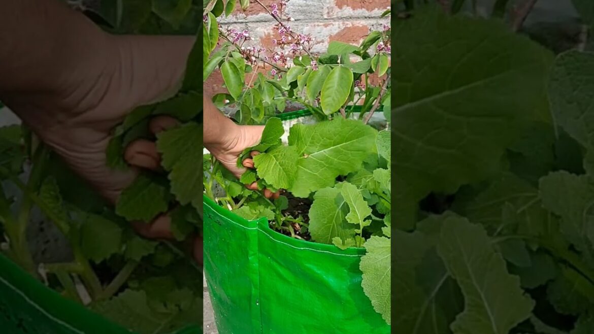 Second time Harvesting mustard leaves from terrace garden ||Vegetable Gardening #gardening