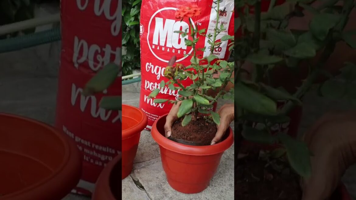 organic potting mix from @mahagro #pottingmix #organicsoil #youtubeshorts #shortsfeed #shorts