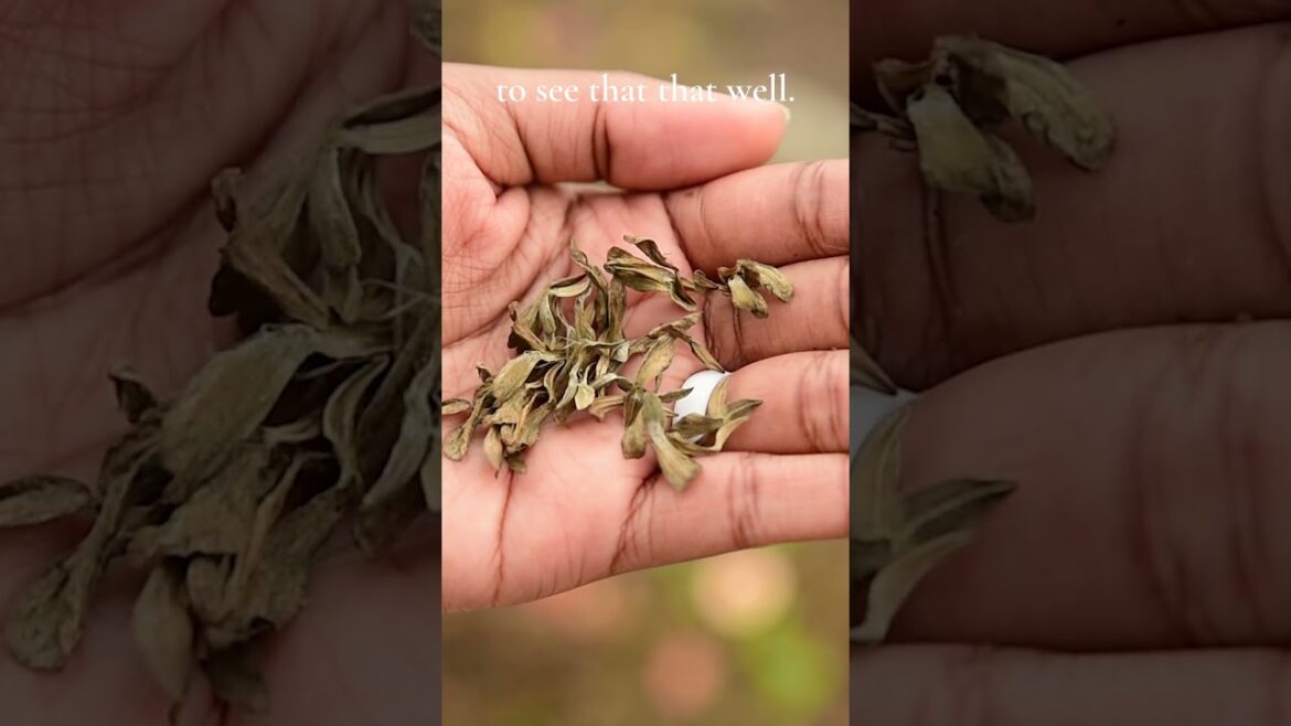 Here is one benefit to my procrastination...#garden