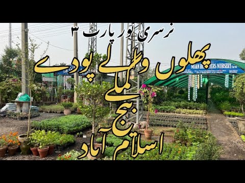 🍇Fruit Plants, Seeds & Garden Supplies! 🌿 Pots, Fertilizers | Islamabad Nursery Tour Part 3/3 🍇Fruit Plants, Seeds & Garden Supplies! 🌿 Pots, Fertilizers | Islamabad Nursery Tour Part 3/3
