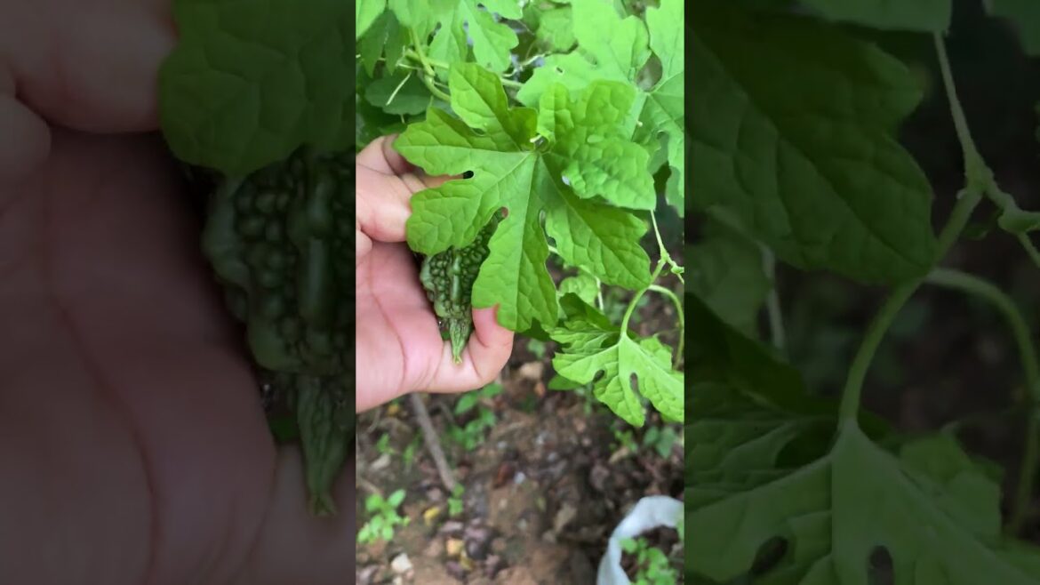 Daily life gardener by meimei / tips for growing/ enjoy with organic vegetable #shorts #gardening