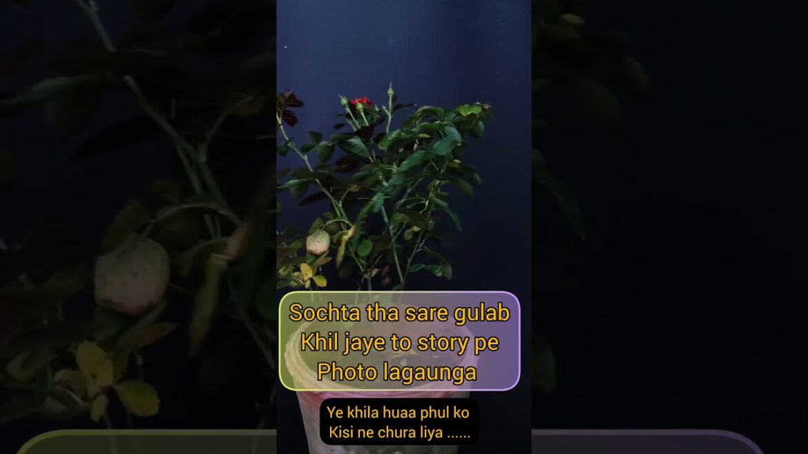 Rose Plant | Rose Flower | Rose Care | Rose Cutting #shorts #shortvideo #garden #rose #plant Rose Plant | Rose Flower | Rose Care | Rose Cutting #shorts #shortvideo #garden #rose #plant