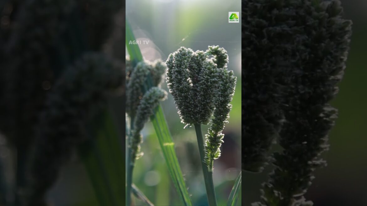 റാഗി കൃഷി ഇത്രയ്ക്ക് ഈസിയാണോ! മട്ടുപ്പാവിൽ റാഗികൃഷി ചെയ്ത് നൂറുമേനി വിളയിച്ചിരിക്കുകയാണ് ഈ വിട്ടമ്മ