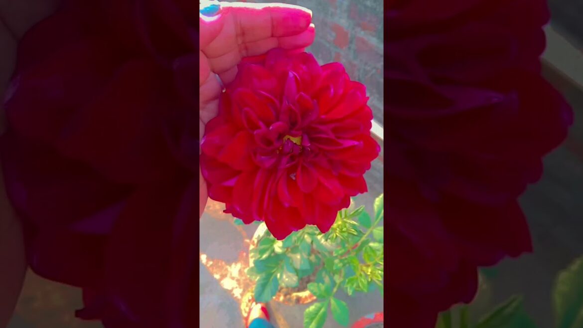 Why Gardening Trends Are Getting WEIRD Why Gardening Trends Are Getting WEIRD