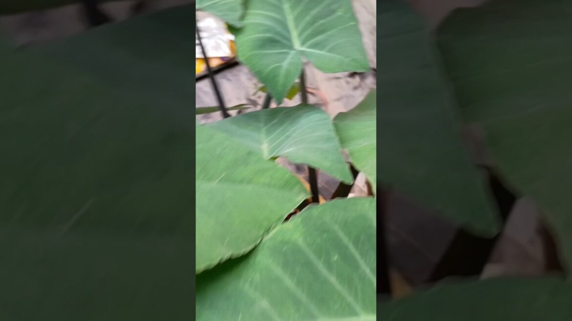 The Gardening Trends of 2024 (and How to Get Ahead of Them) #trending #shorts