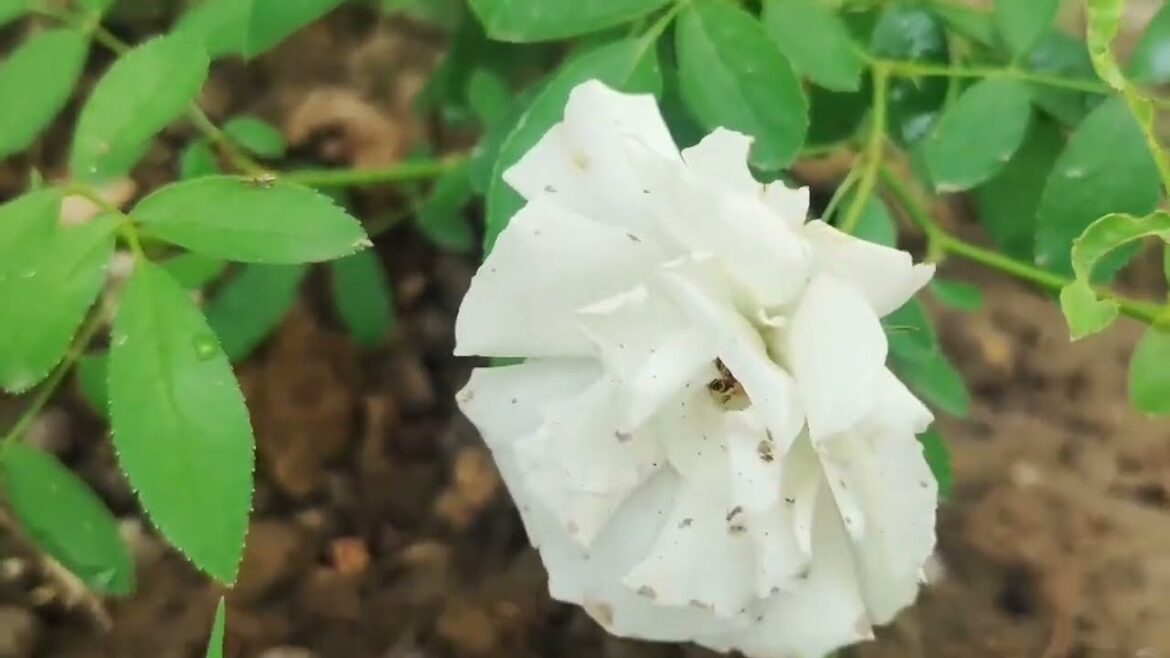 #Kyari ka overview #Garden overview #Gardening ideas #Gardening tips and tricks πΌπΈπΉπΏπ±π #Kyari ka overview #Garden overview #Gardening ideas #Gardening tips and tricks πΌπΈπΉπΏπ±π