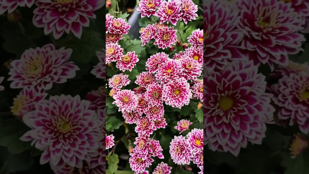 Beautiful Chrysanthemum type of flowers. || #chrysanthemumflowers #flowervarieties #nature