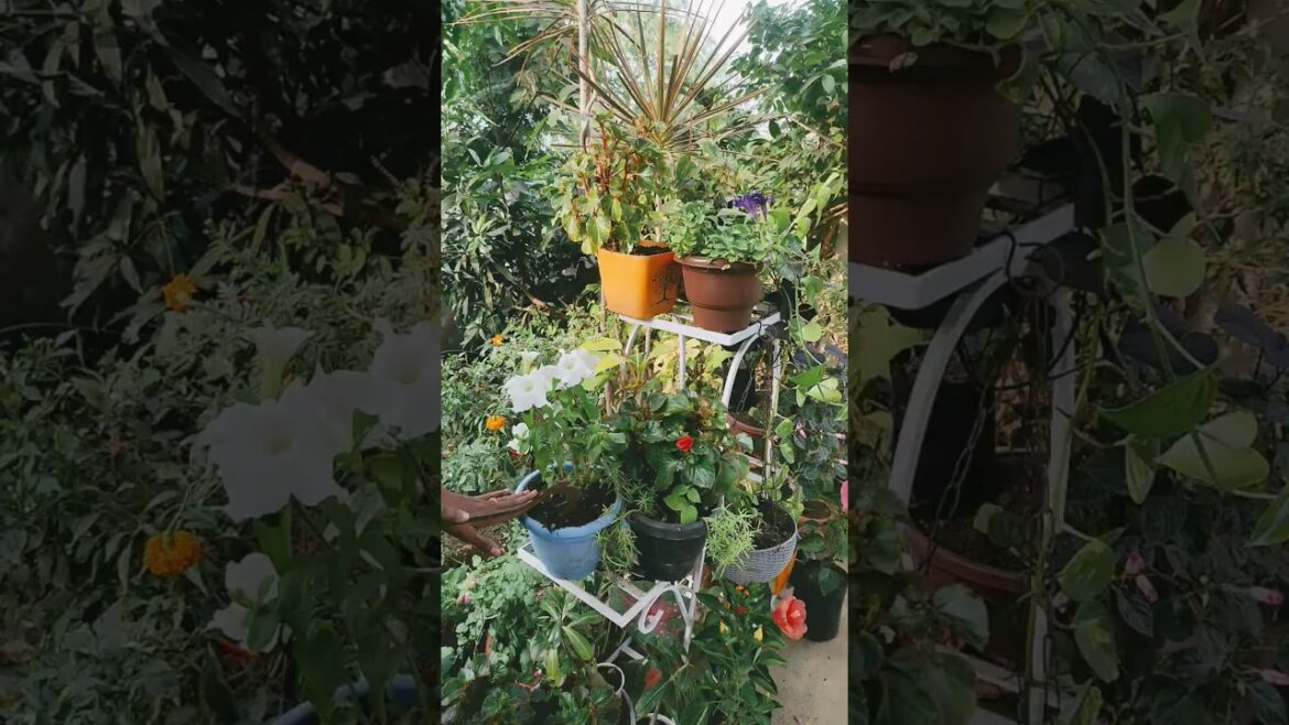 Benefits &Motivation of Gardening #amolbhartiart #youtubeshorts #shorts #gardening #gardeningtips