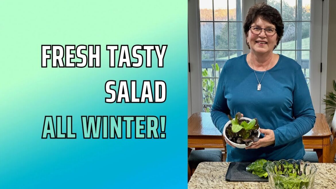 Harvest Fresh Lettuce All Winter by Growing a Salad Bowl! Harvest Fresh Lettuce All Winter by Growing a Salad Bowl!