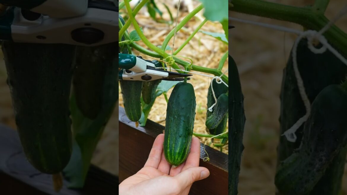 3 cucumber growing tips 🥒 #gardeningtips #gardening