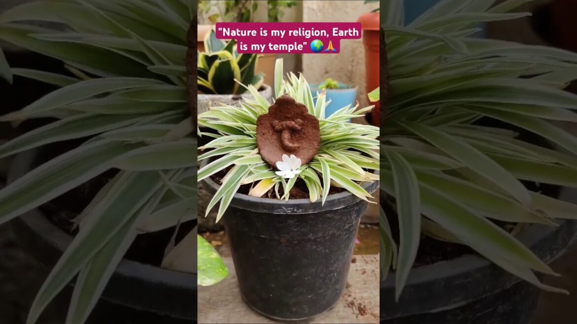 No soil, No life 🙌 | #shorts #garden #citylife #plants #india #gardenlifeinametro #terrace #soil #yt