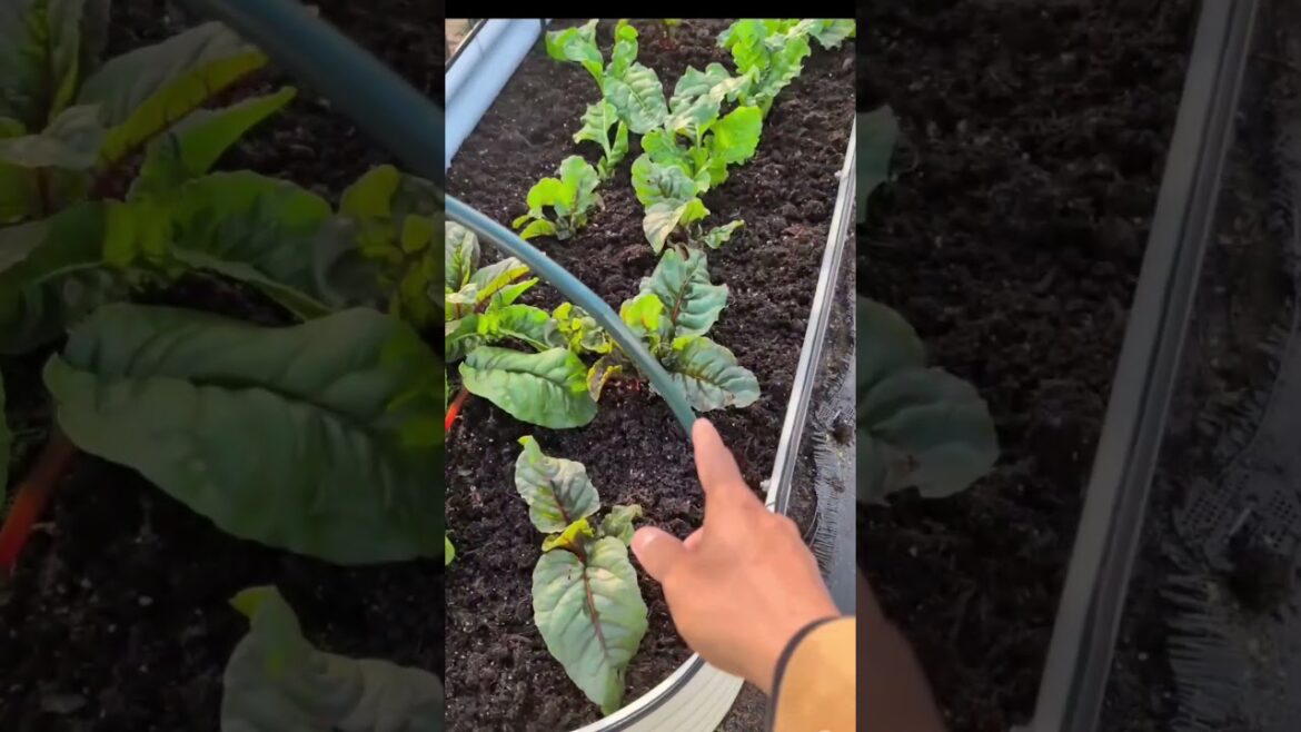 Simple Gardening idea for longer Winter Growing Season 🌱 🥶❄️#wintergarden #gardening #garden Simple Gardening idea for longer Winter Growing Season 🌱 🥶❄️#wintergarden #gardening #garden