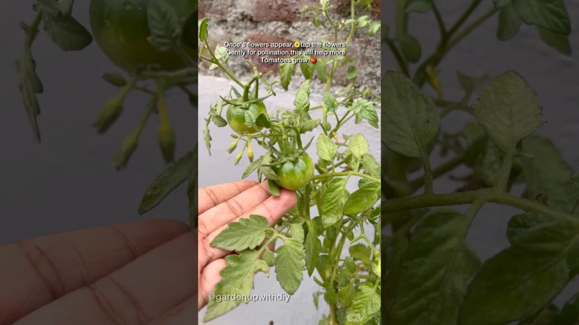 Free mai mile tomato ke plants #tomato #youtubeshorts