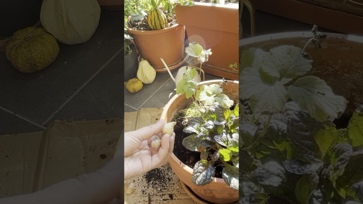 🪴🌷Plant a spring bulb + perennials container - October vlog preview #urbangardening #bulblasagna