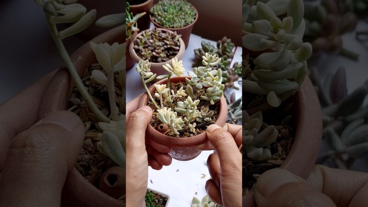 Growing Ornamental Plants from Cutting in Succulent Soil – Graptopetalum Growing Ornamental Plants from Cutting in Succulent Soil - Graptopetalum