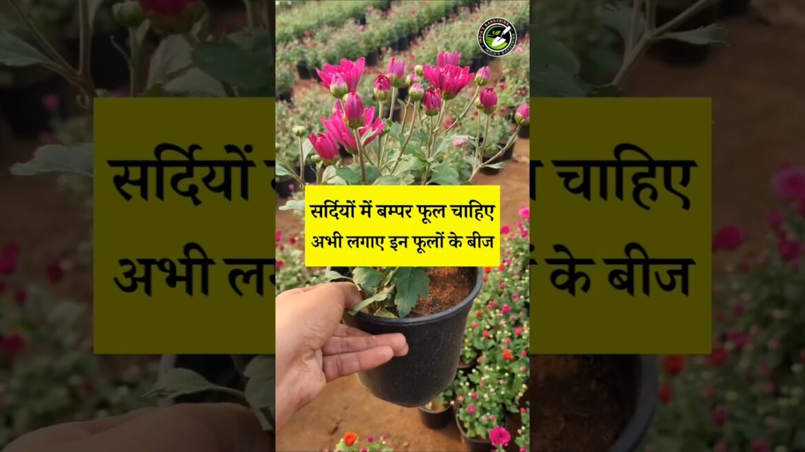 Best Flower Plants to Grow in September October and Winter Season #shorts #gardening #winterflowers Best Flower Plants to Grow in September October and Winter Season #shorts #gardening #winterflowers