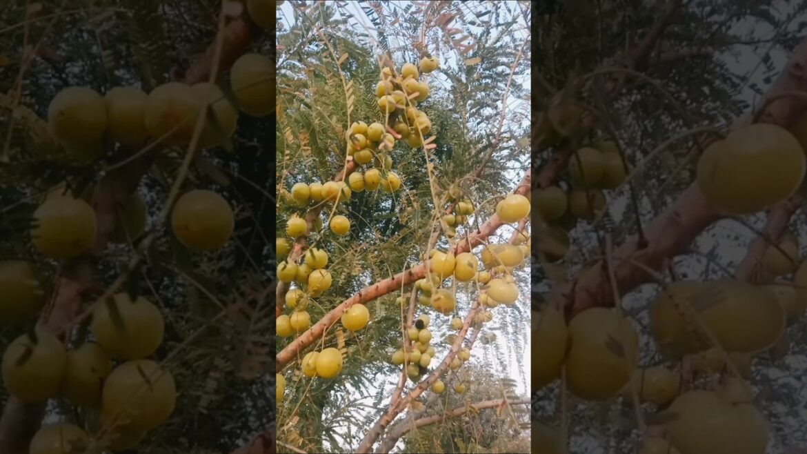 Tried Gardening Trends From 2024#gardnig#trending#ytshorts Tried Gardening Trends From 2024#gardnig#trending#ytshorts