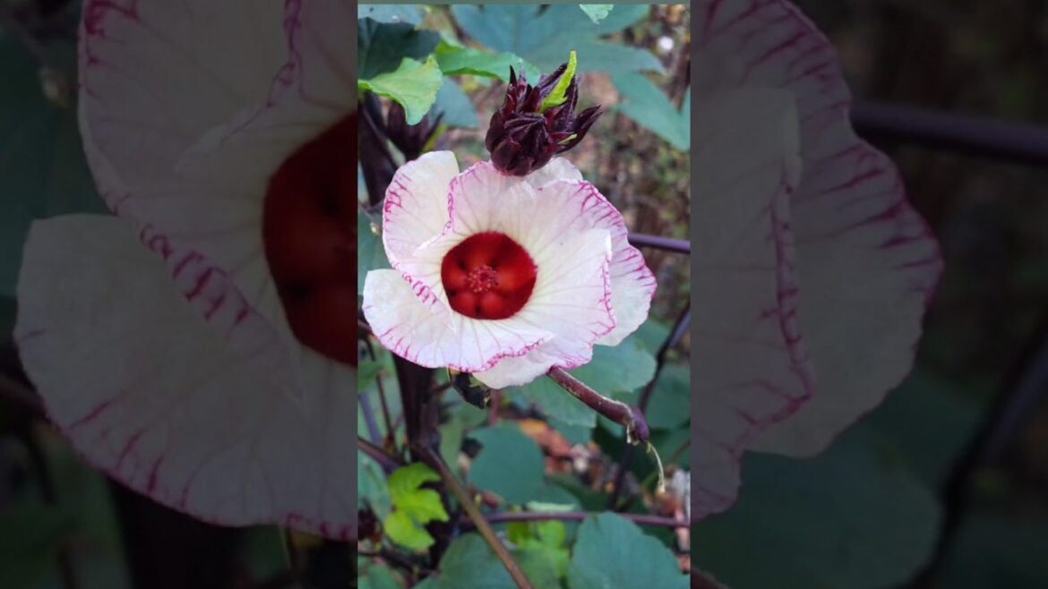 Roselle Hibiscus Flowers & Harvest #roselle #ediblelandscape #gardenshorts #shorts