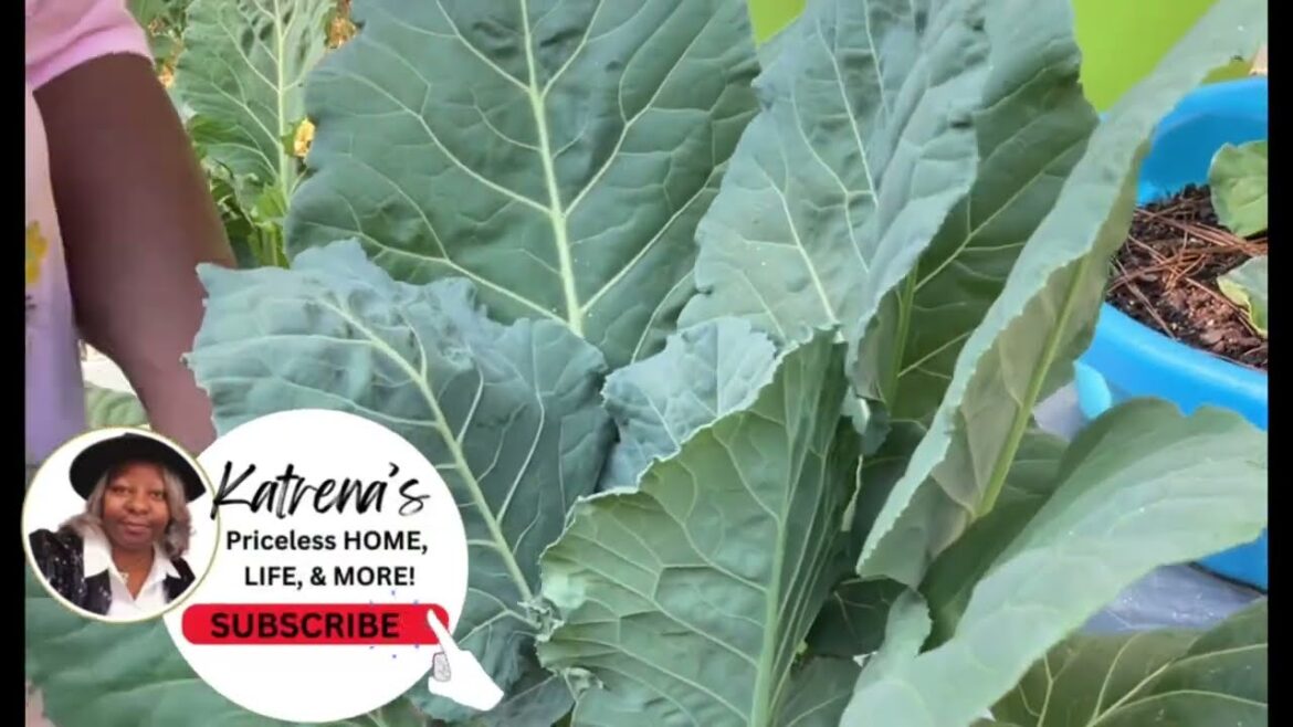 HARVEST TIME | Fall CONTAINER GARDEN #collardgreens #cabbage #homegrown #containergardening HARVEST TIME | Fall CONTAINER GARDEN #collardgreens #cabbage #homegrown #containergardening